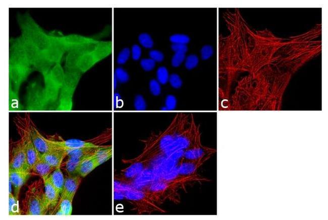 JAM3 Antibody in Immunocytochemistry (ICC/IF)