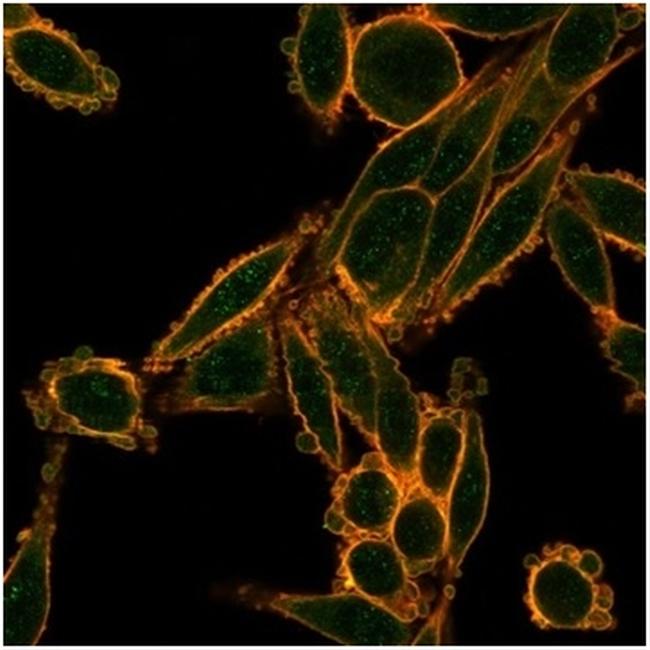 SMAD9 Antibody in Immunocytochemistry (ICC/IF)