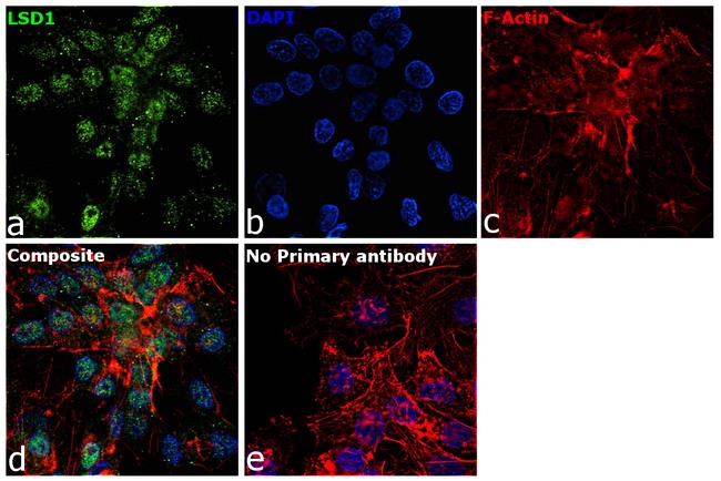 LSD1 Antibody in Immunocytochemistry (ICC/IF)