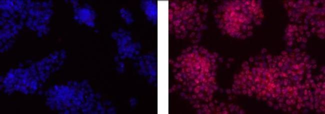 OCT3/4 Antibody in Immunocytochemistry (ICC/IF)