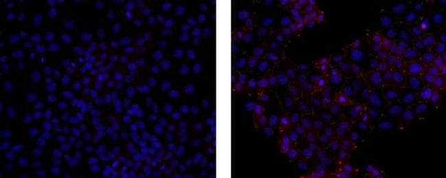 ZO-1 Antibody in Immunocytochemistry (ICC/IF)