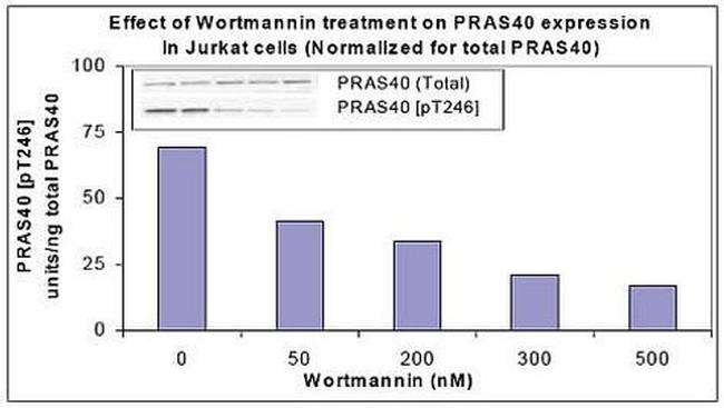 Human PRAS40 (Phospho) [pT246] ELISA Kit