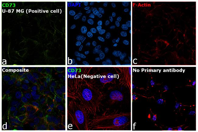 CD73 Antibody in Immunocytochemistry (ICC/IF)