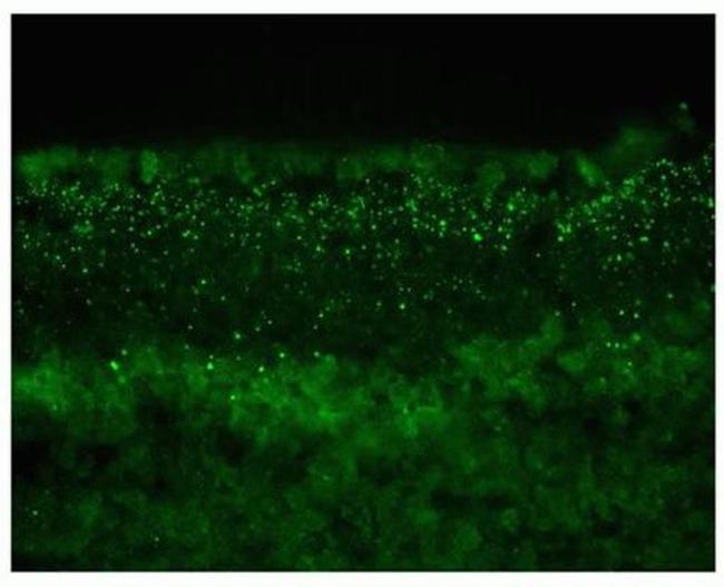 Connexin 45 Antibody in Immunohistochemistry (Frozen) (IHC (F))