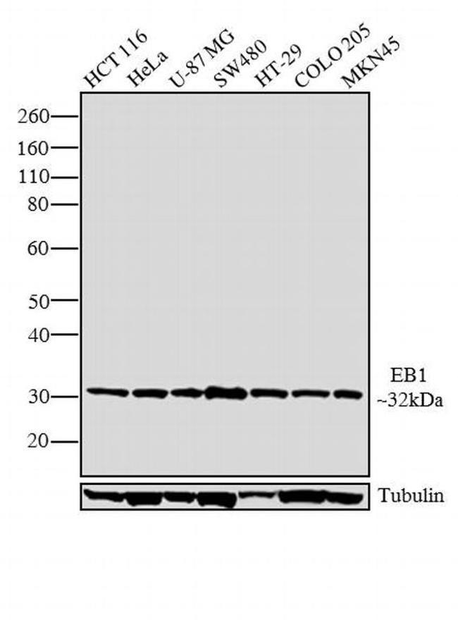 EB1 Antibody in Western Blot (WB)