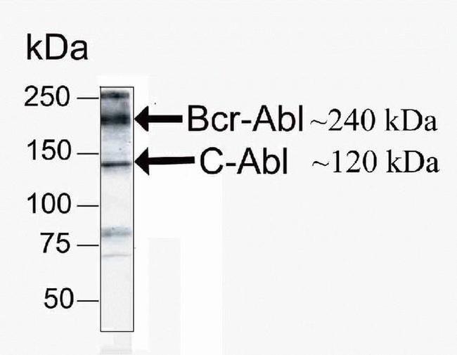 c-Abl Antibody in Western Blot (WB)