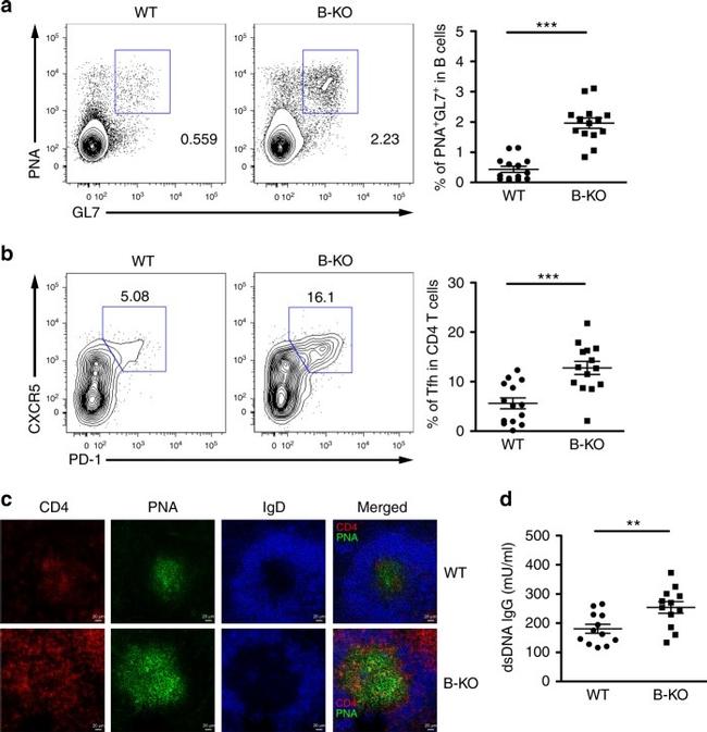 IgD Antibody in Immunohistochemistry (IHC)