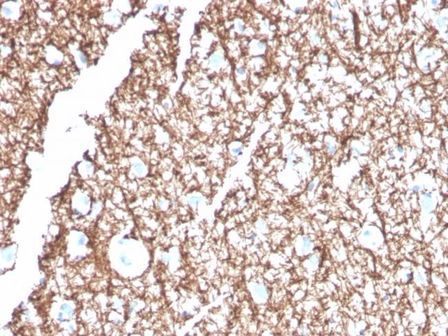 Myelin Basic Protein Antibody in Immunohistochemistry (Paraffin) (IHC (P))