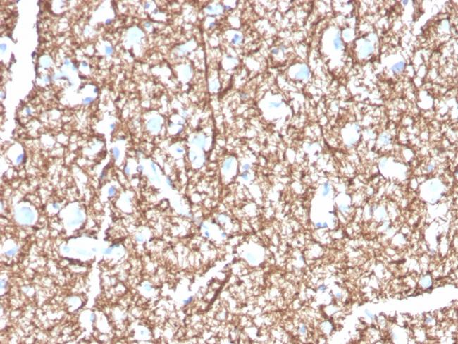 Myelin Basic Protein Antibody in Immunohistochemistry (Paraffin) (IHC (P))