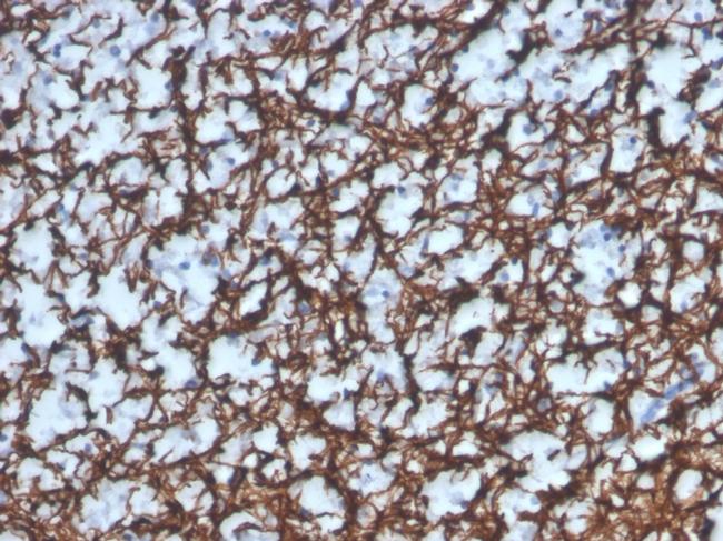 Myelin Basic Protein Antibody in Immunohistochemistry (Paraffin) (IHC (P))