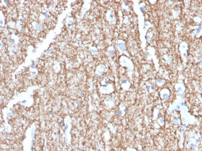 Myelin Basic Protein Antibody in Immunohistochemistry (Paraffin) (IHC (P))