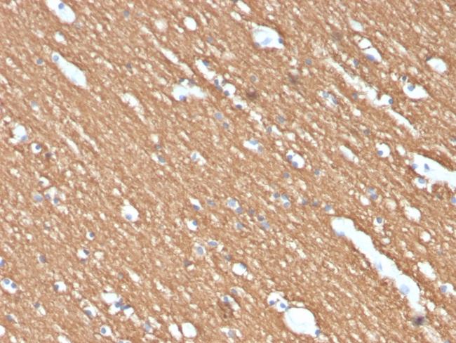 Myelin Basic Protein Antibody in Immunohistochemistry (Paraffin) (IHC (P))