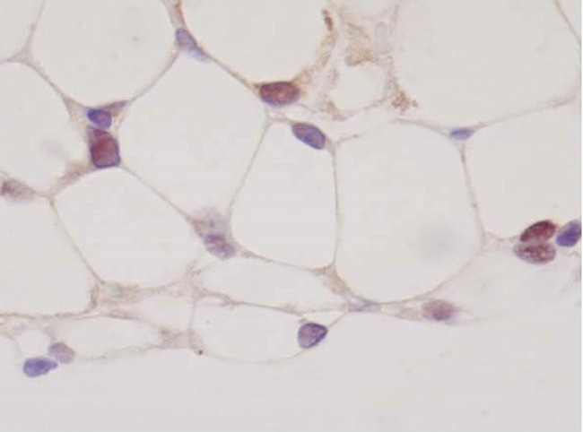 PPAR gamma Antibody in Immunohistochemistry (Paraffin) (IHC (P))