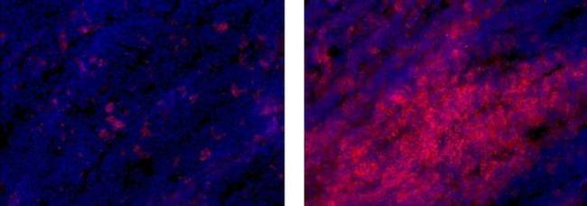 CD8a Antibody in Immunohistochemistry (Frozen) (IHC (F))