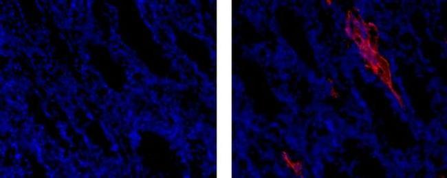 Rat IgG1 Secondary Antibody in Immunohistochemistry (Frozen) (IHC (F))