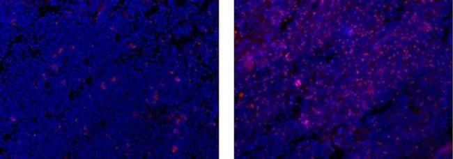 FOXP3 Antibody in Immunohistochemistry (Frozen) (IHC (F))