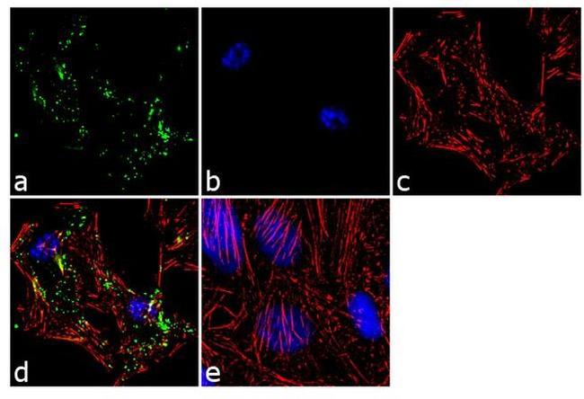 Raptor Antibody in Immunocytochemistry (ICC/IF)