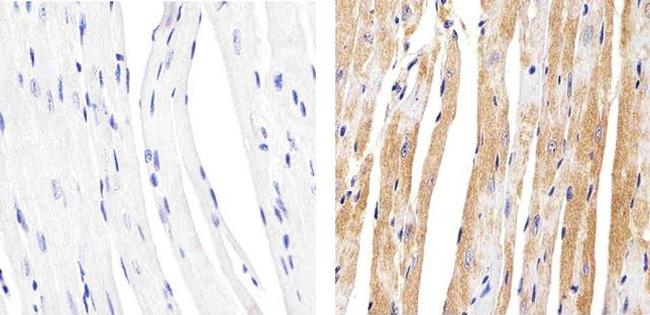 Connexin 37 Antibody in Immunohistochemistry (Paraffin) (IHC (P))