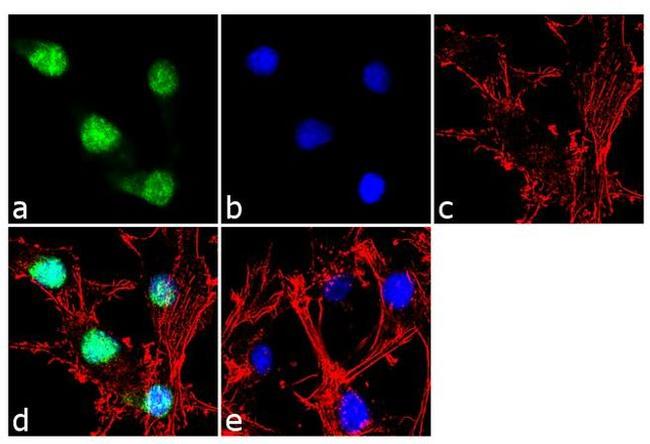 PAX6 Antibody in Immunocytochemistry (ICC/IF)