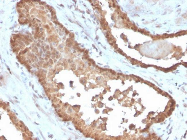 MIF (Macrophage Migration Inhibitory Factor) Antibody in Immunohistochemistry (Paraffin) (IHC (P))