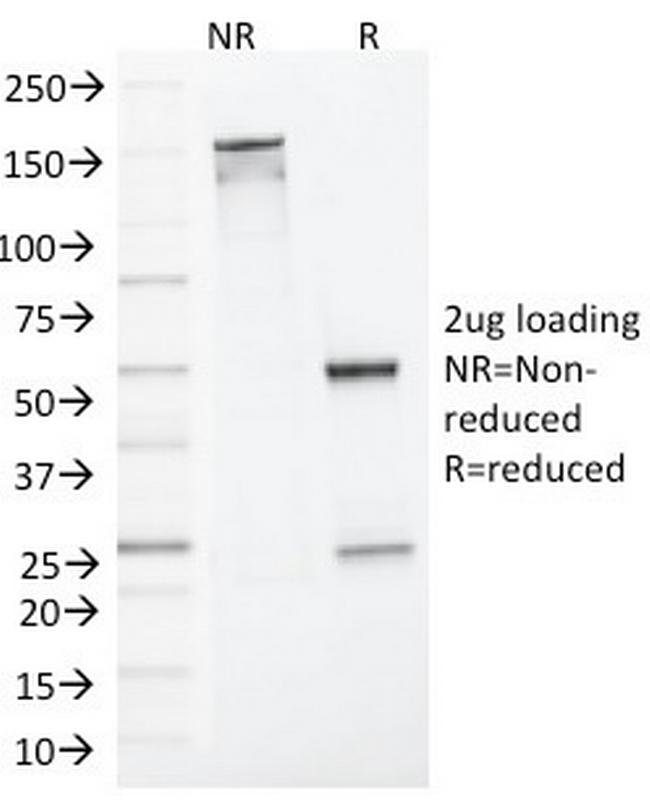 MLH1 (MutL Homolog 1) Antibody in SDS-PAGE (SDS-PAGE)