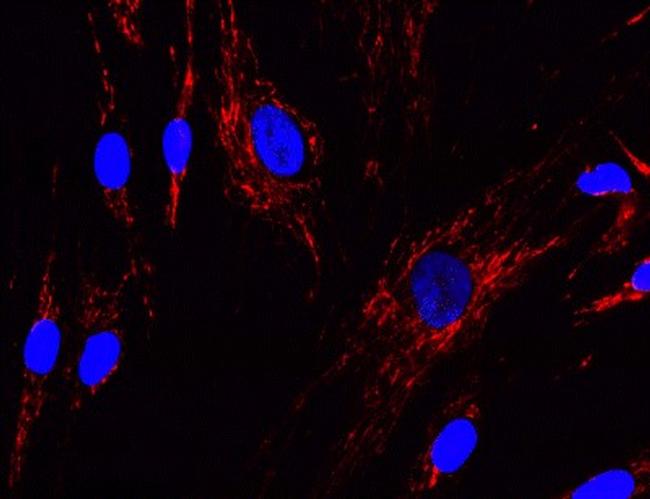 NDUFA13 Antibody in Immunocytochemistry (ICC/IF)