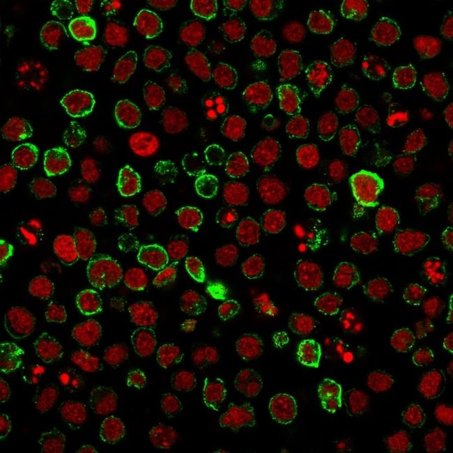 CD10 (Membrane Metalloendopeptidase) Antibody in Immunocytochemistry (ICC/IF)