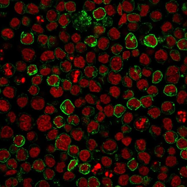 CD10 (Membrane Metalloendopeptidase) Antibody in Immunocytochemistry (ICC/IF)