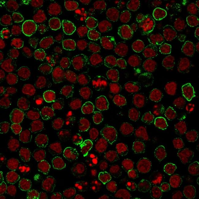 CD10 (Membrane Metalloendopeptidase) Antibody in Immunocytochemistry (ICC/IF)