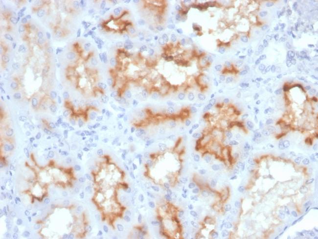 CD10 (Membrane Metalloendopeptidase) Antibody in Immunohistochemistry (Paraffin) (IHC (P))