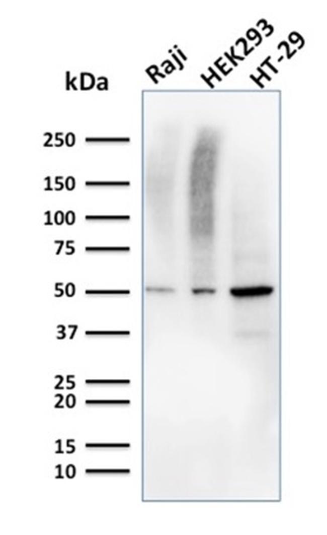 MMP3 Antibody in Western Blot (WB)