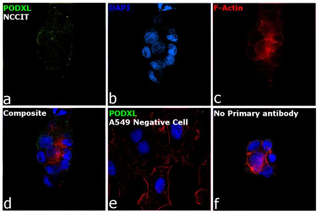 PODXL Antibody in Immunocytochemistry (ICC/IF)