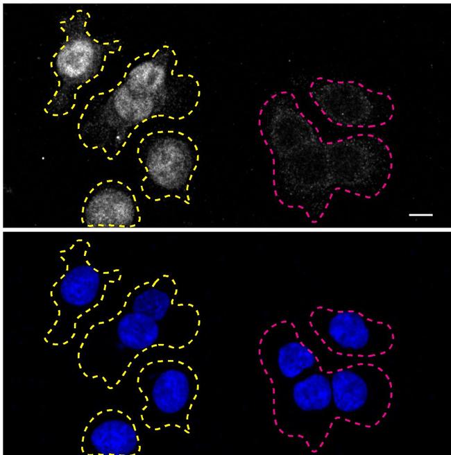 RXRA Antibody in Immunocytochemistry (ICC/IF)