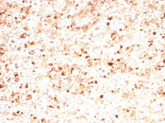 Myeloperoxidase/MPO Antibody in Immunohistochemistry (Paraffin) (IHC (P))