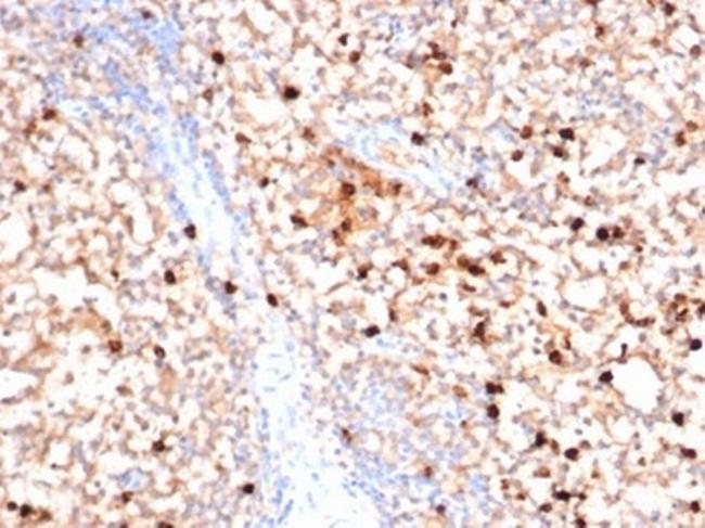 Myeloperoxidase/MPO Antibody in Immunohistochemistry (Paraffin) (IHC (P))