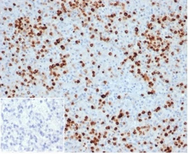 Myeloperoxidase/MPO Antibody in Immunohistochemistry (Paraffin) (IHC (P))