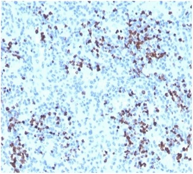 Myeloperoxidase/MPO Antibody in Immunohistochemistry (Paraffin) (IHC (P))