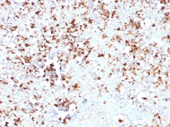 Myelin Protein Zero/MPZ Antibody in Immunohistochemistry (Paraffin) (IHC (P))