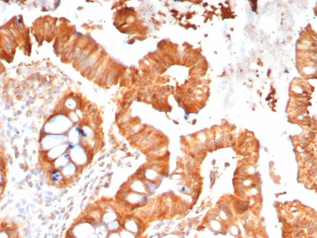 Myelin Protein Zero/MPZ Antibody in Immunohistochemistry (Paraffin) (IHC (P))