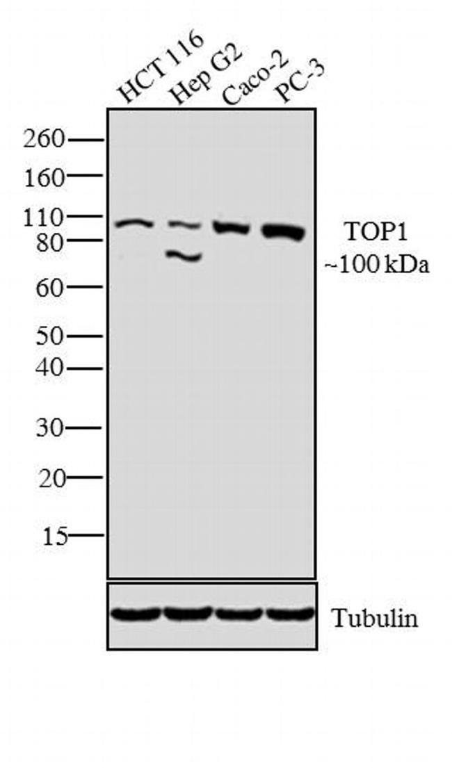 TOP1 Antibody in Western Blot (WB)