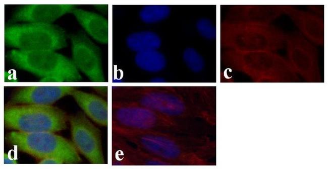 GAPDH Antibody in Immunocytochemistry (ICC/IF)