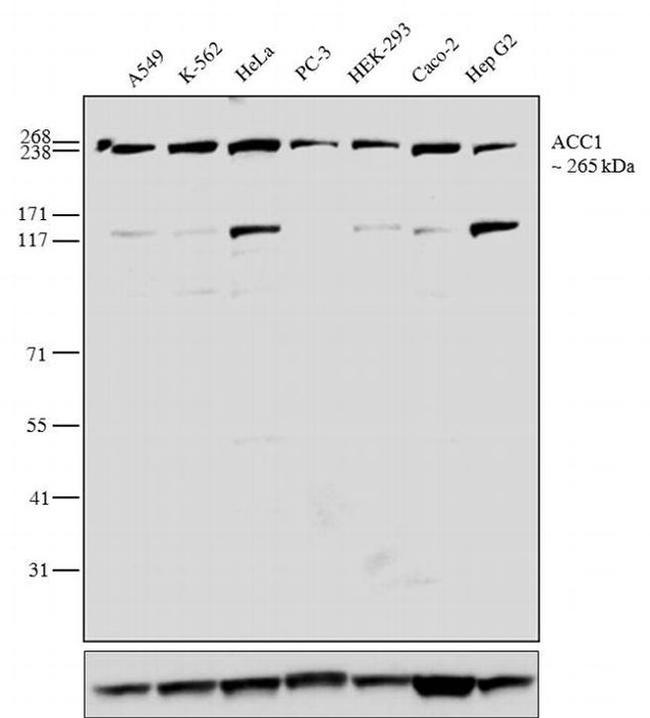 Acetyl-CoA Carboxylase Antibody in Western Blot (WB)