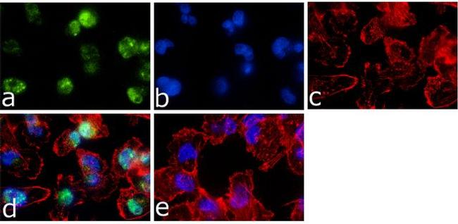 Phospho-AMPK alpha-1,2 (Thr183, Thr172) Antibody in Immunocytochemistry (ICC/IF)