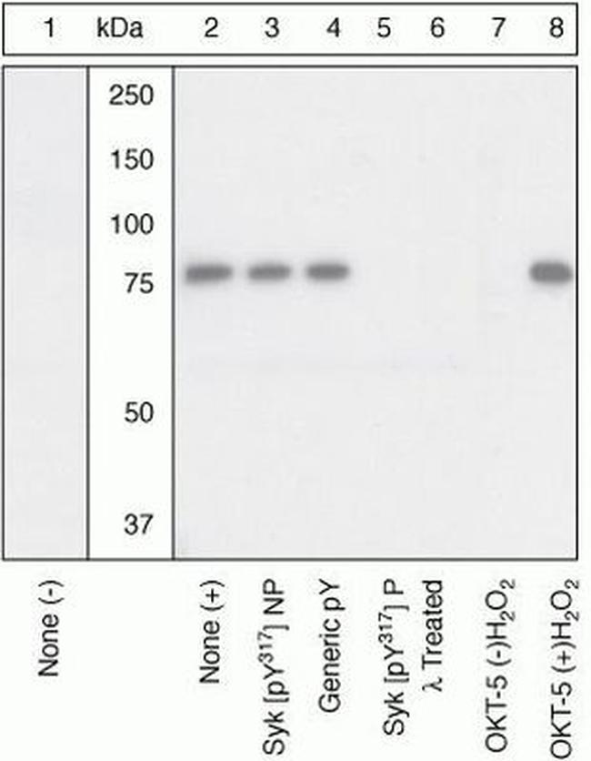 Phospho-Syk (Tyr317) Antibody in Western Blot (WB)