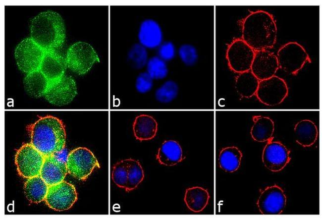 Phospho-Syk (Tyr323, Tyr317) Antibody in Immunocytochemistry (ICC/IF)