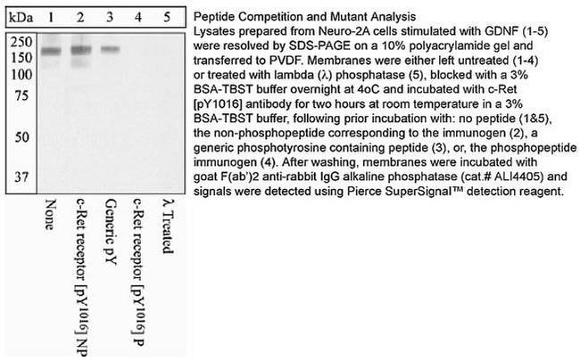 Phospho-RET (Tyr1016) Antibody in Western Blot (WB)