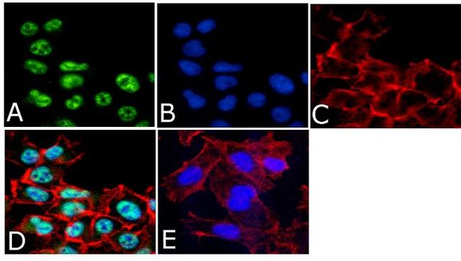 Phospho-CREB (Ser133) Antibody in Immunocytochemistry (ICC/IF)