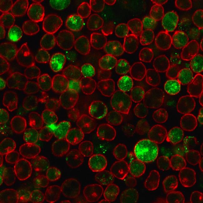 MSH2 Antibody in Immunocytochemistry (ICC/IF)