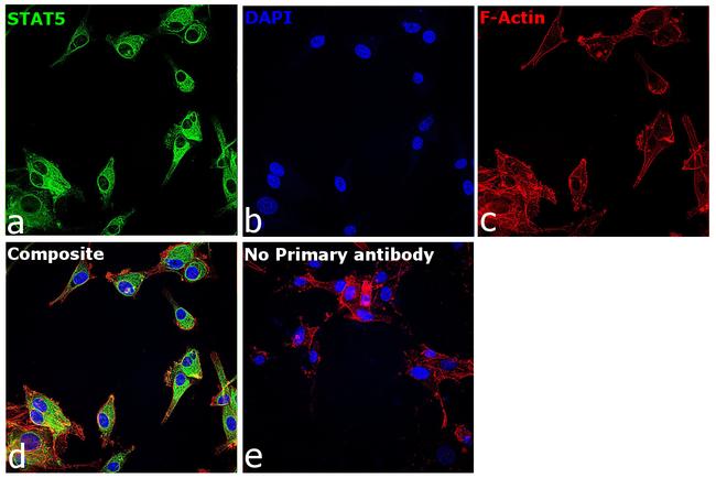 STAT5 alpha/beta Antibody in Immunocytochemistry (ICC/IF)