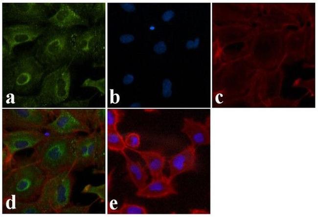 BID p15 Antibody in Immunocytochemistry (ICC/IF)